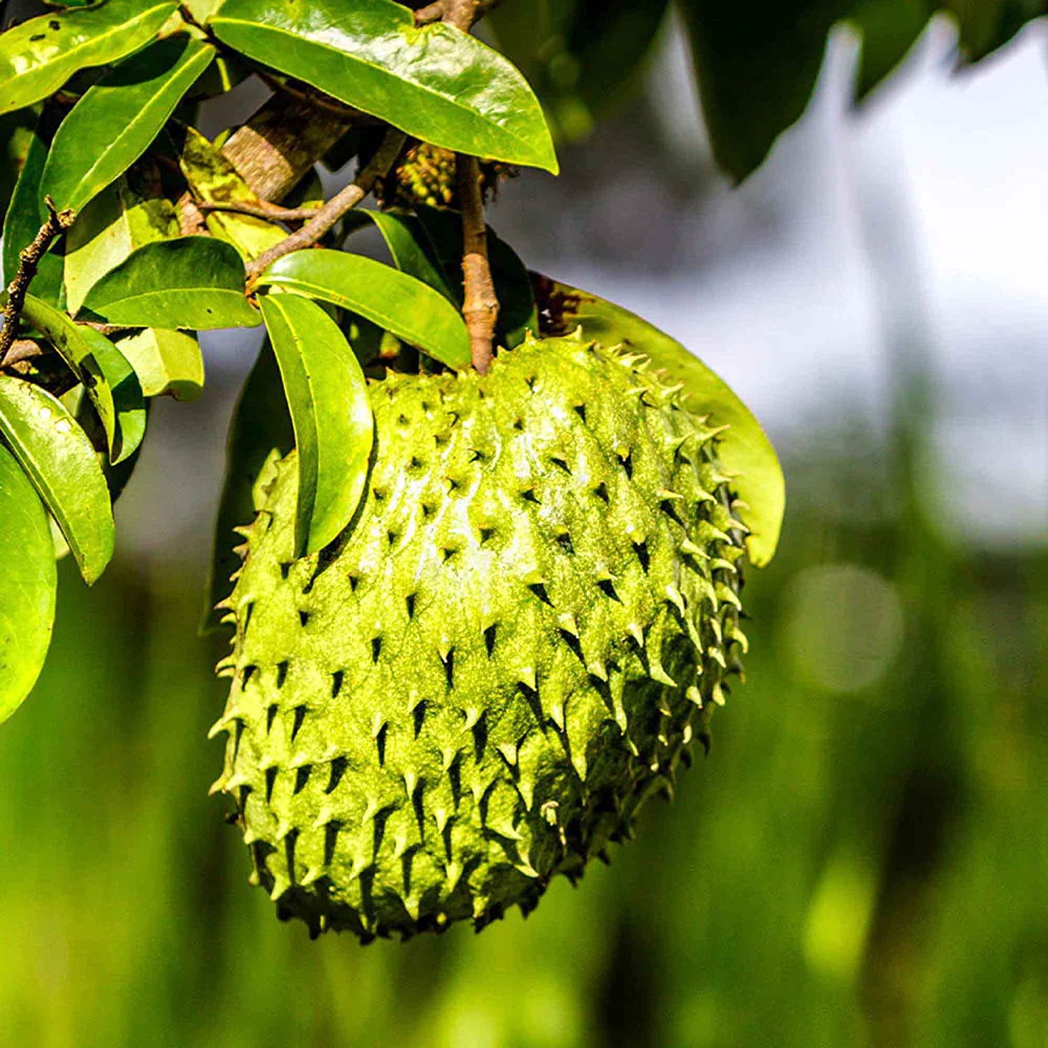 10 Soursop Seeds, Annona Muricata, Graviola, Guyabano, Sirsak, Non-GMO Fruit Seeds, Tasty Tropical Native Fruit Tree, Low-Maintenancte