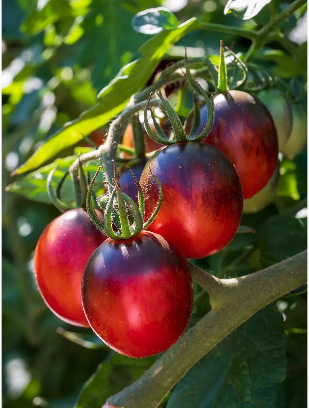 Tomato, Two Tasty Hybrid