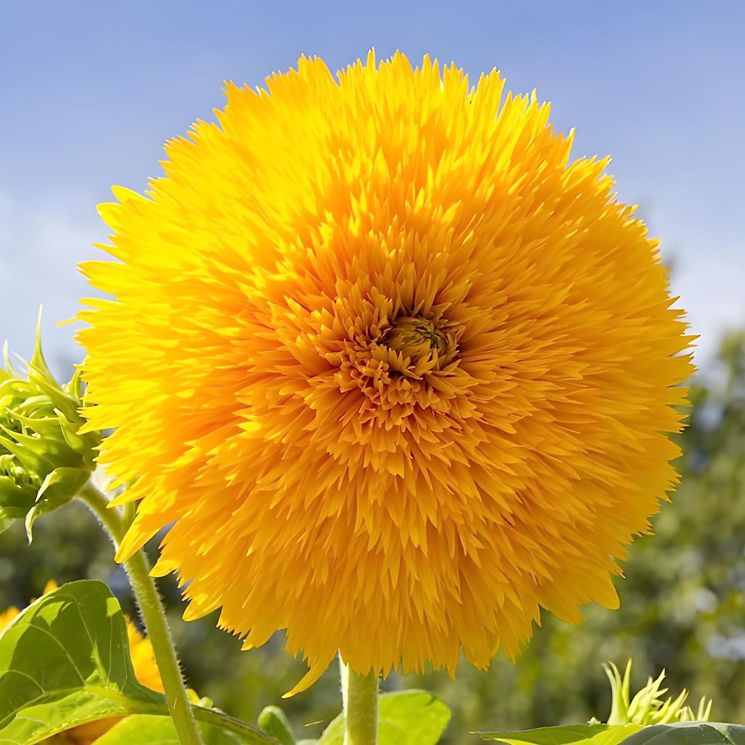 25 Teddy Bear Sunflower Seeds – Sunflower Seeds for Planting – Garden Plant – Sunflower Seeds – Garden Seed Sunflower Gifts – Non GMO Heirloom Sun Flower Seeds for Planting Outdoors