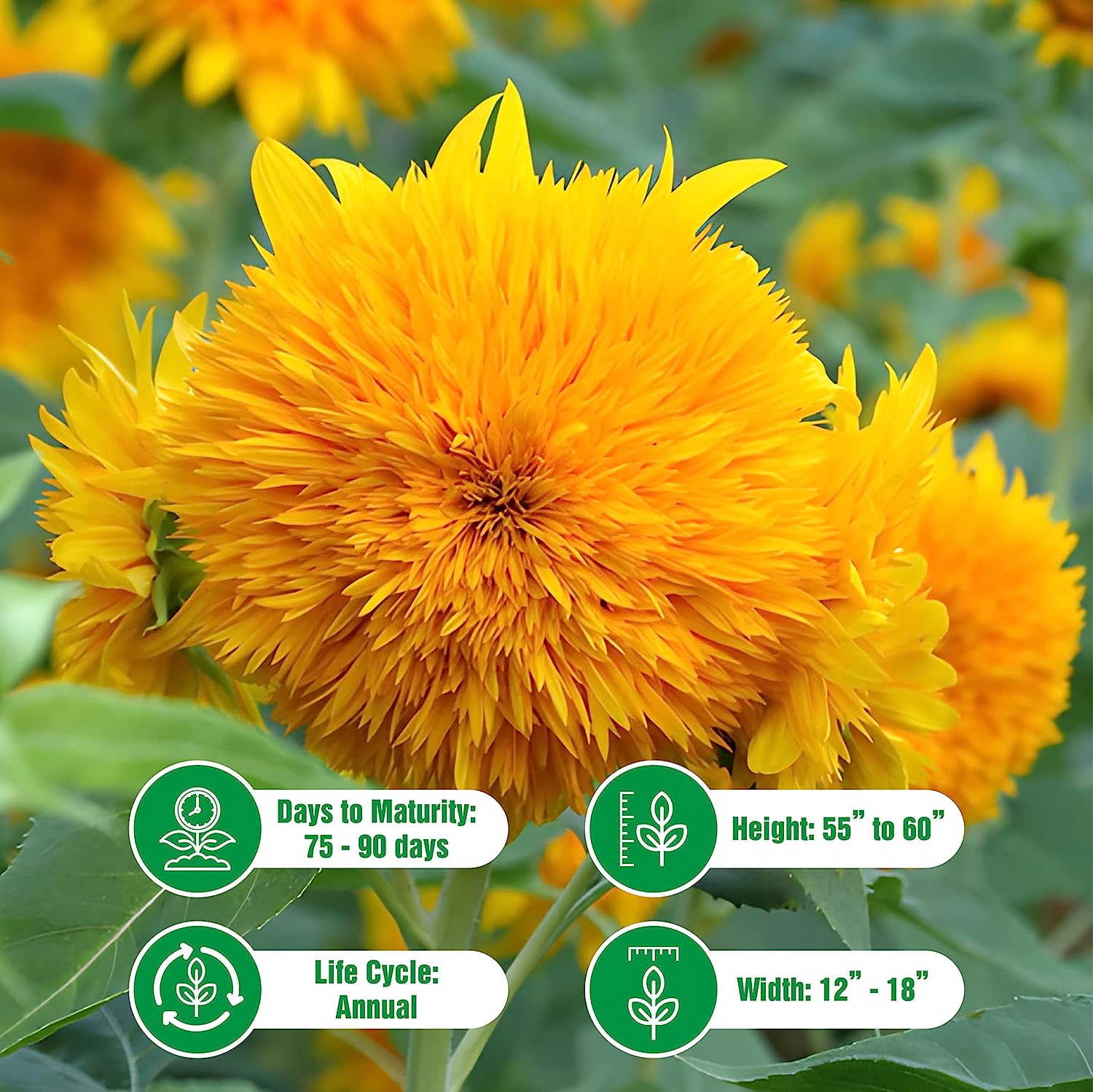 25 Teddy Bear Sunflower Seeds – Sunflower Seeds for Planting – Garden Plant – Sunflower Seeds – Garden Seed Sunflower Gifts – Non GMO Heirloom Sun Flower Seeds for Planting Outdoors