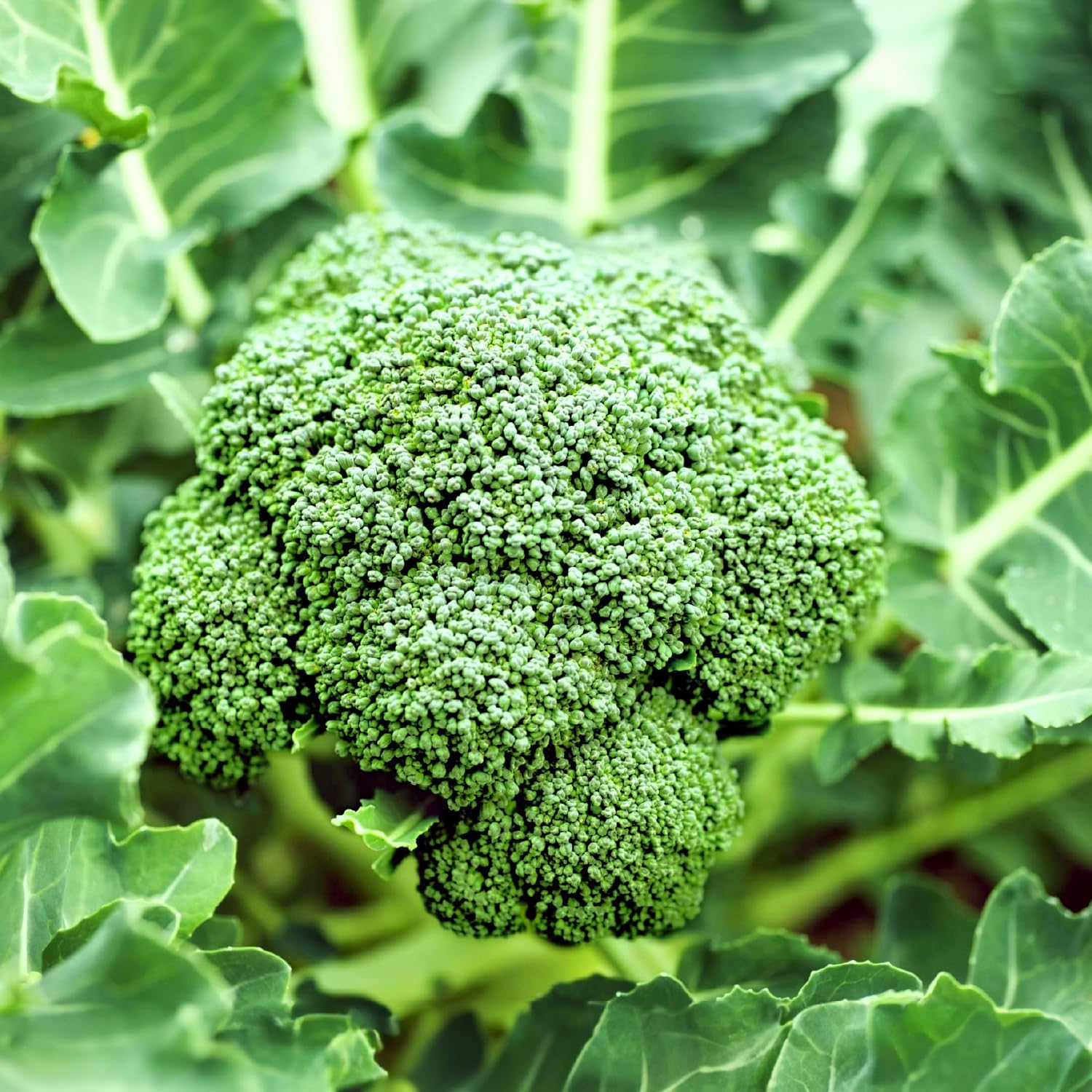 25 Broccoli Seeds for Gardening – Non GMO Heirloom Garden Plants, Seeds & Bulbs – Vegetable Seeds Gifts – Broccoli Organic Fresh – Organic Broccoli Seeds – Seeds for Planting Vegetables and Fruits