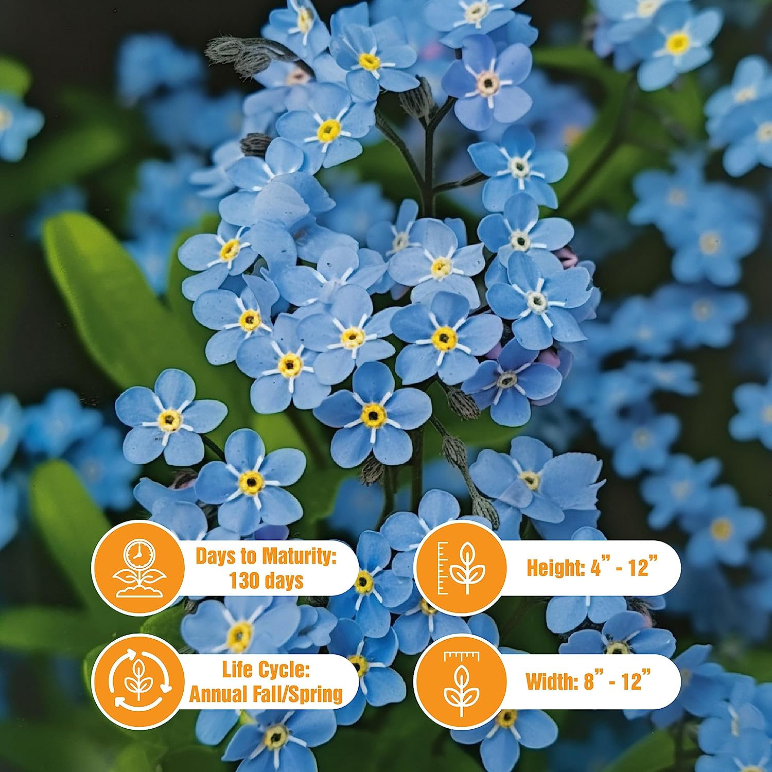 5000 Forget Me Not Seeds – Non GMO Heirloom Flower Seeds to Plant – Garden Plant – Flower Seeds to Plant Outside – Garden Flowers Seeds Gifts – Seeds for Planting Outdoors