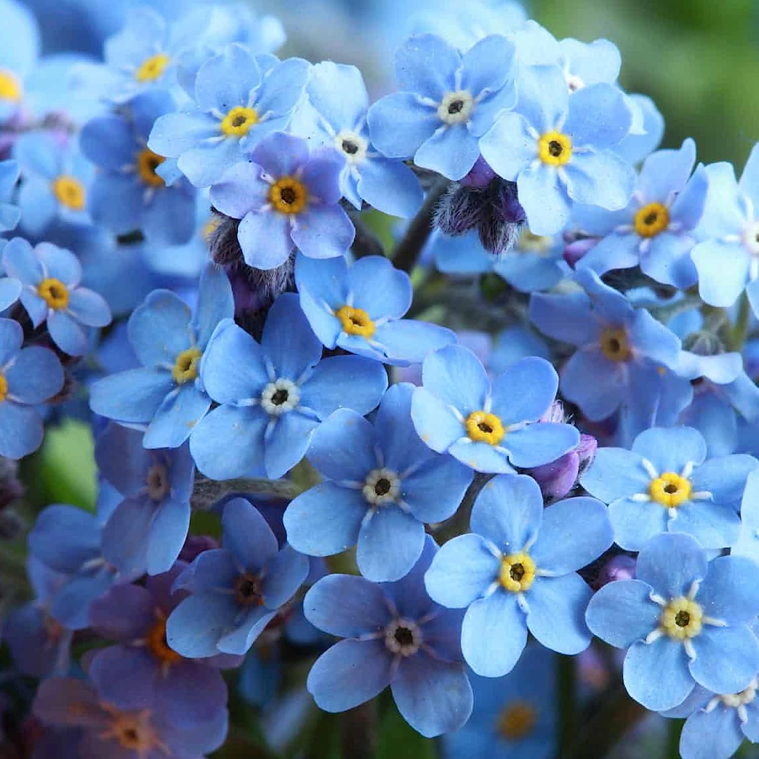 5000 Forget Me Not Seeds – Non GMO Heirloom Flower Seeds to Plant – Garden Plant – Flower Seeds to Plant Outside – Garden Flowers Seeds Gifts – Seeds for Planting Outdoors