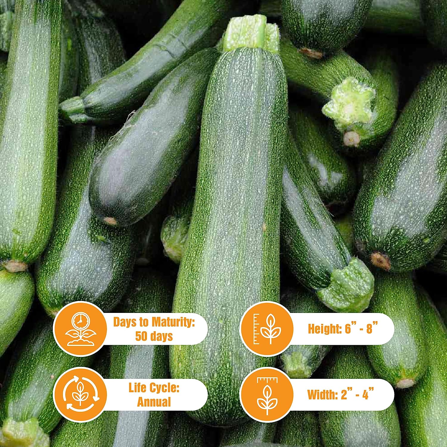 25 Black Zucchini Seeds for Gardening – Non GMO Heirloom Garden Plants, Seeds & Bulbs – Plant Seeds Zucchini Organic Fresh – Organic Zucchini Fresh Seeds – Seeds for Planting Vegetables and Fruits