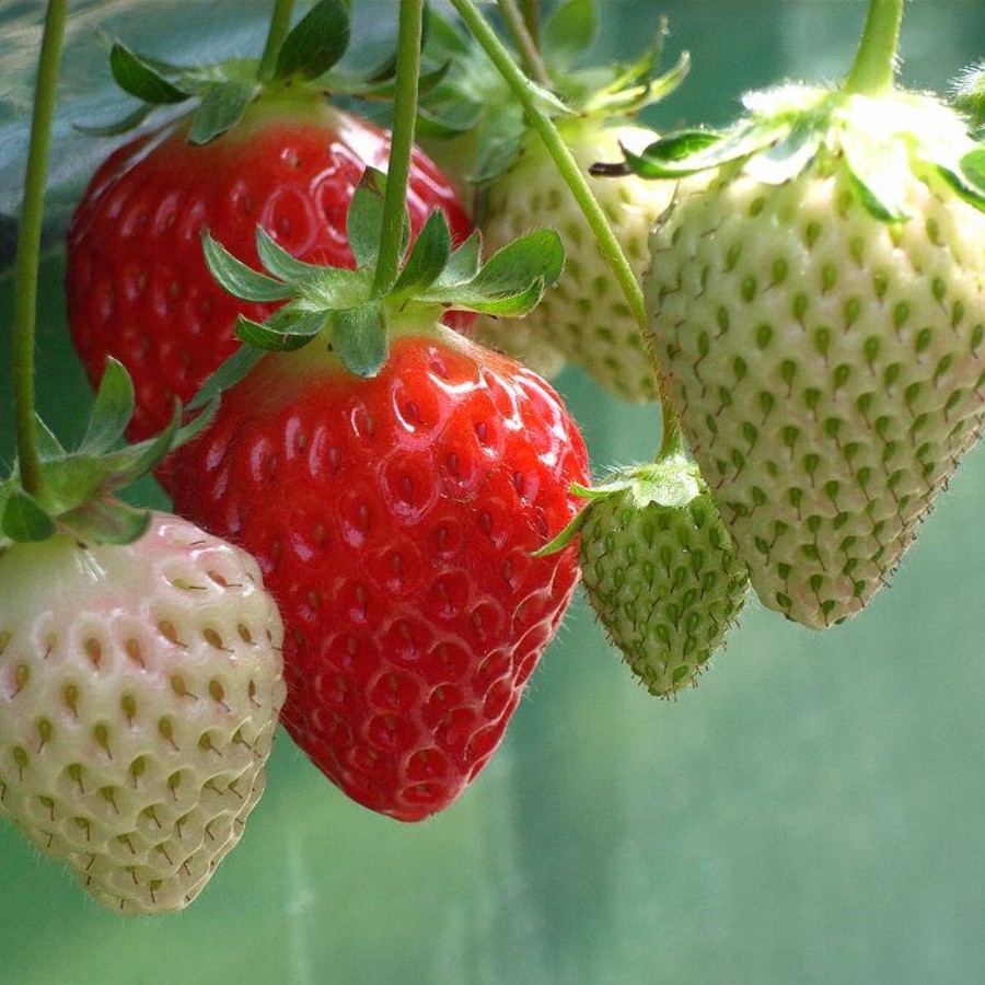 Non GMO Heirloom Strawberry Seed for Planting (30 Seeds)
